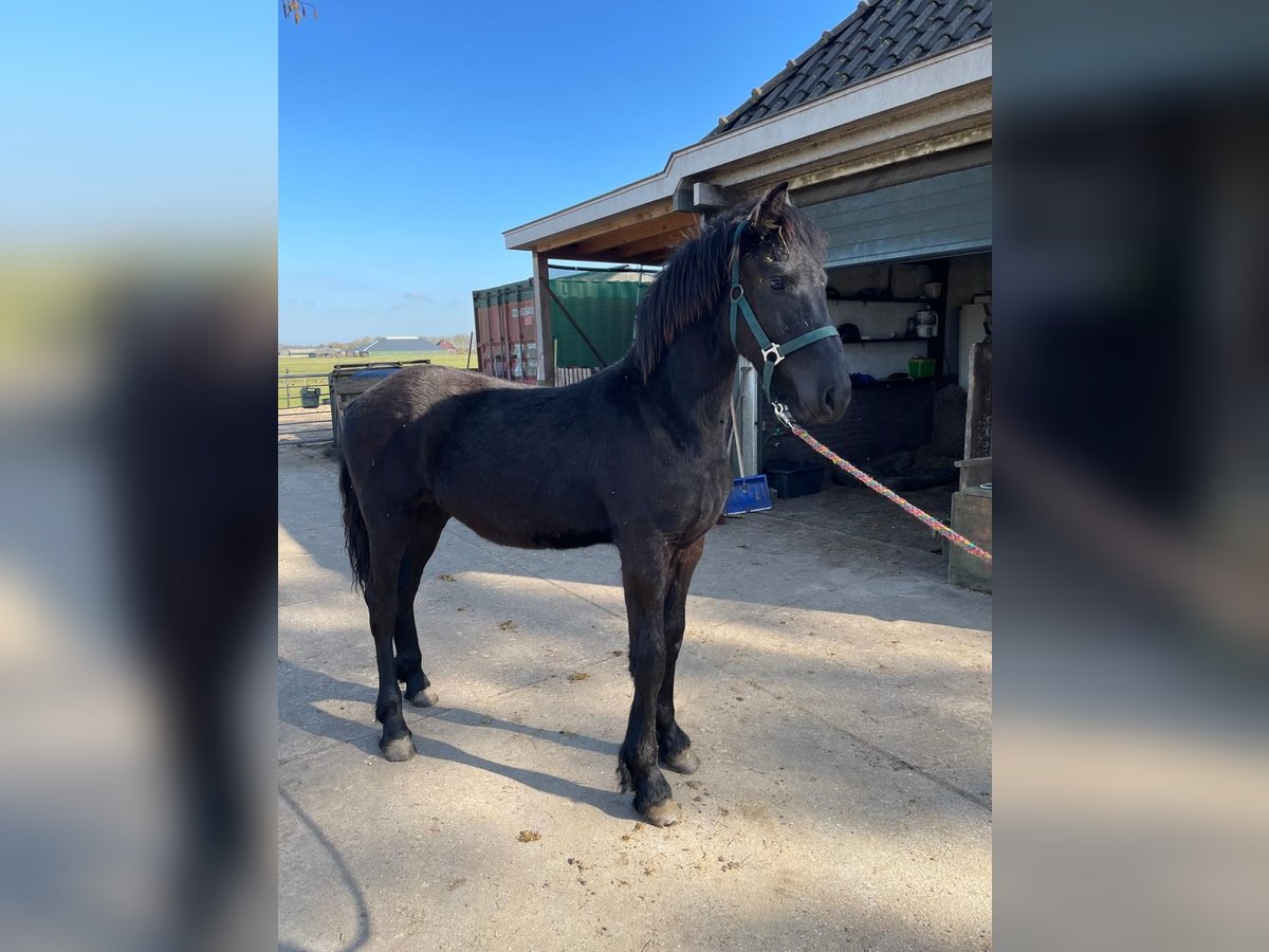 Fries paard Hengst 1 Jaar 163 cm Zwart in Wijdewormer