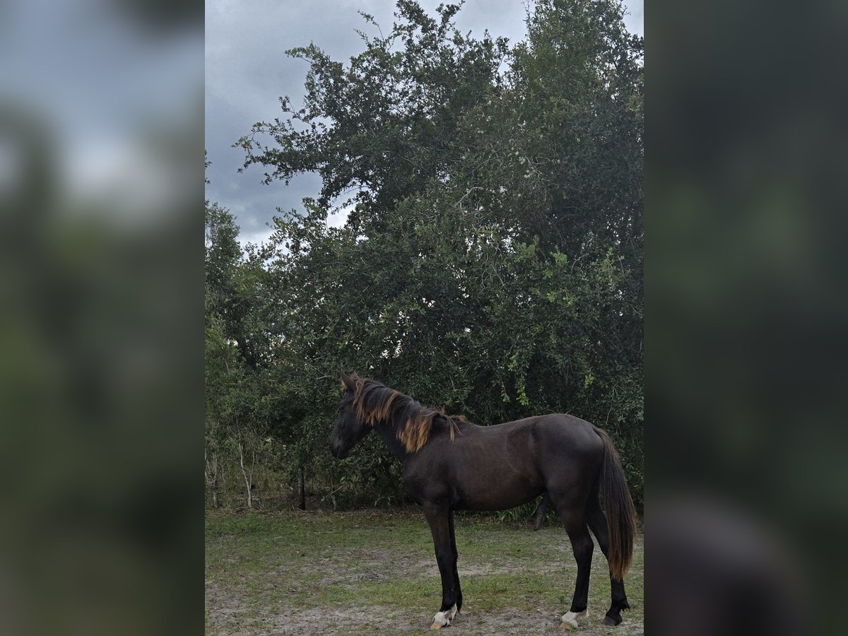 Fries paard Hengst 1 Jaar 163 cm Zwart in Fort Myers