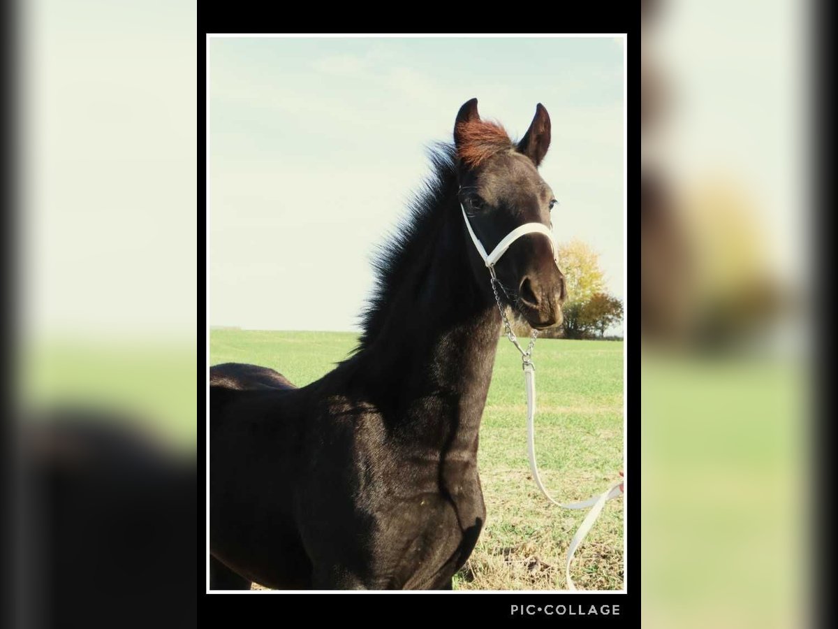 Fries paard Hengst 1 Jaar 163 cm Zwart in Holmesville