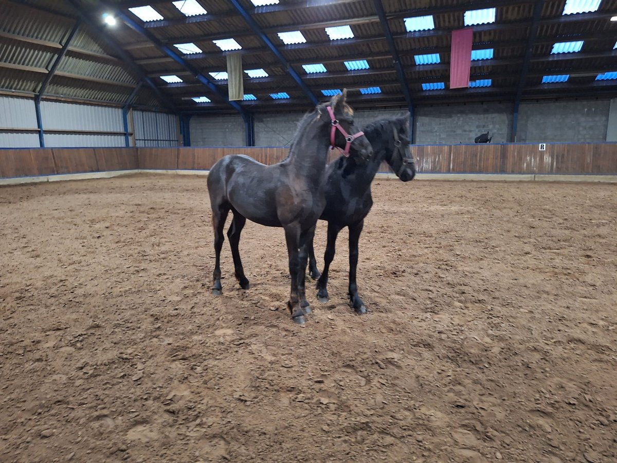 Fries paard Hengst 1 Jaar in Dalen