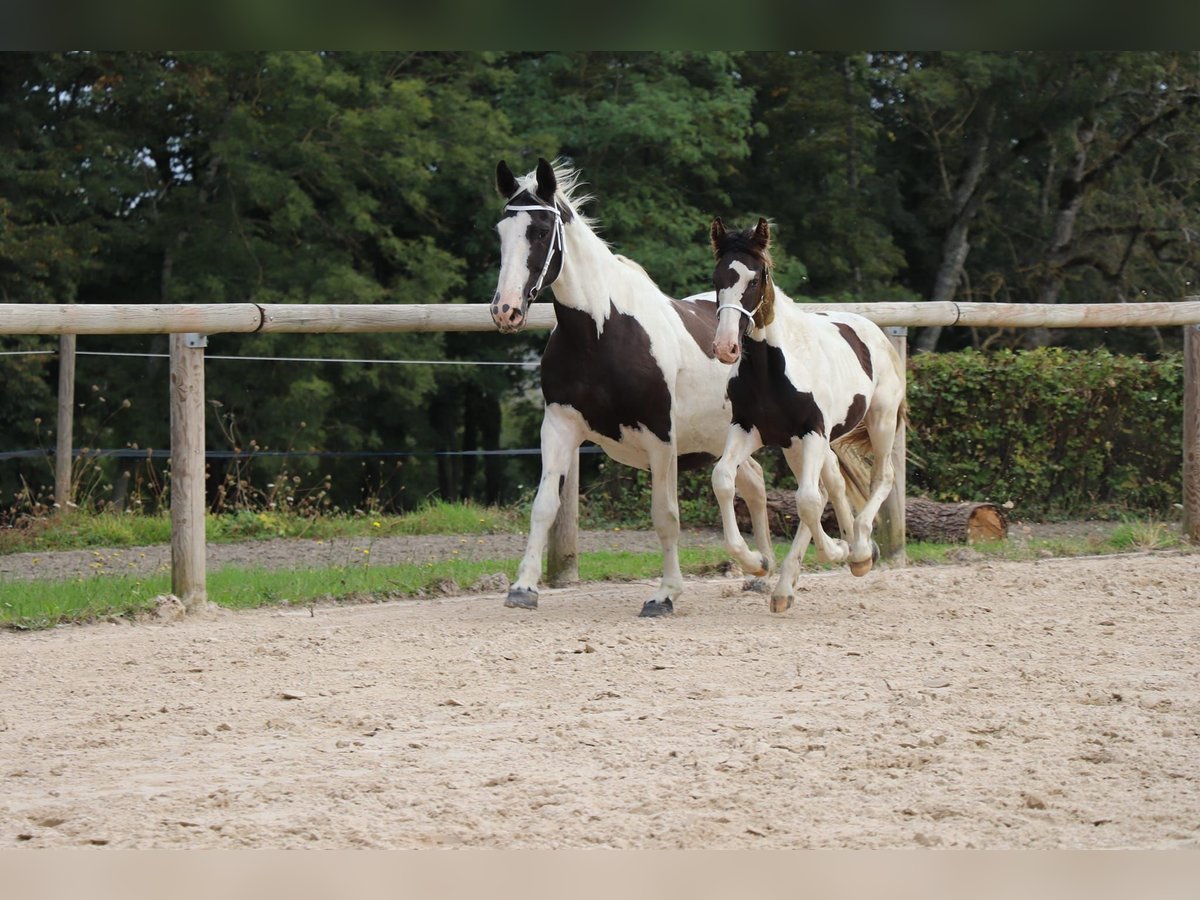 Fries paard Mix Hengst 1 Jaar Tobiano-alle-kleuren in Ygrande