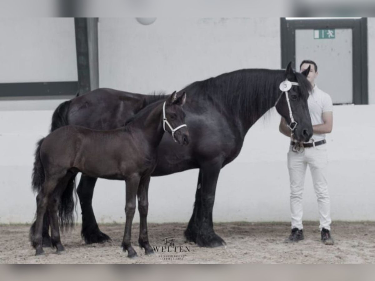 Fries paard Hengst 1 Jaar Zwart in BÜtgenbach