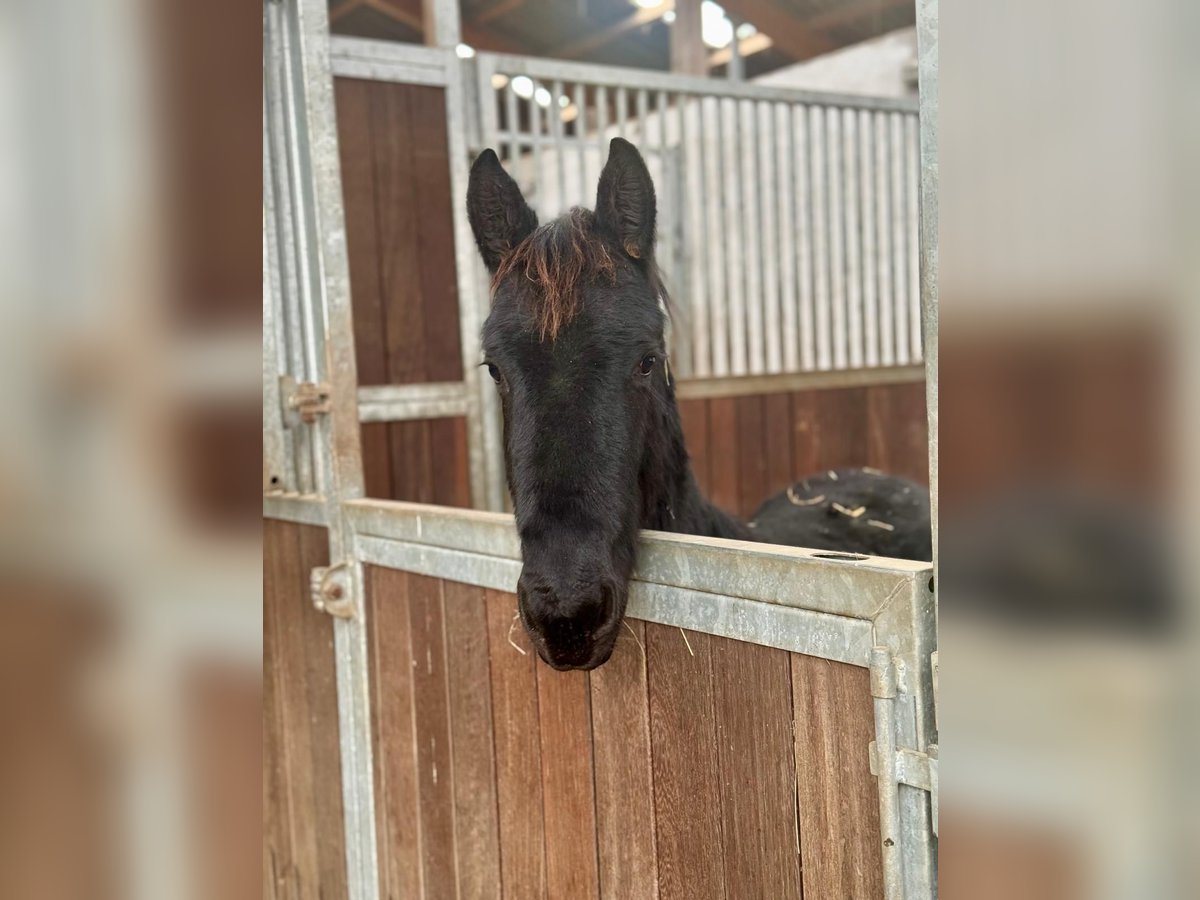 Fries paard Hengst 1 Jaar Zwart in Wincheringen