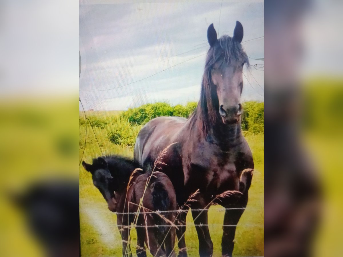 Fries paard Hengst 1 Jaar Zwart in Sivry