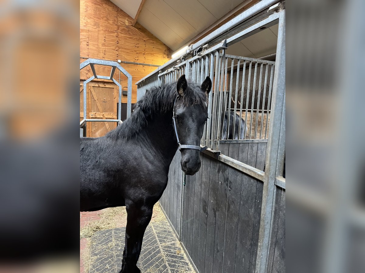 Fries paard Hengst 1 Jaar Zwart in Oosterwolde