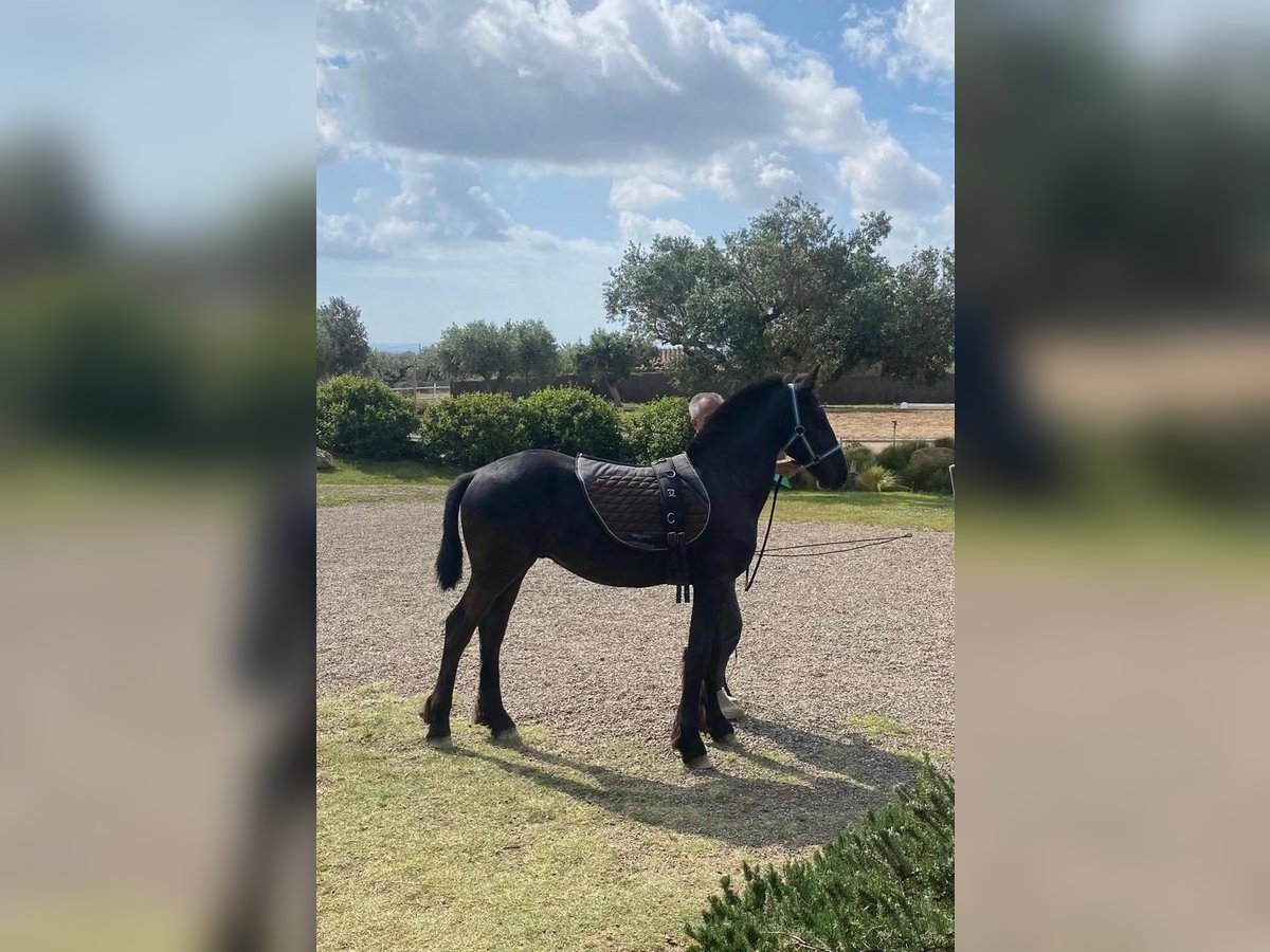 Fries paard Hengst 1 Jaar Zwart in Montbrio Del Camp