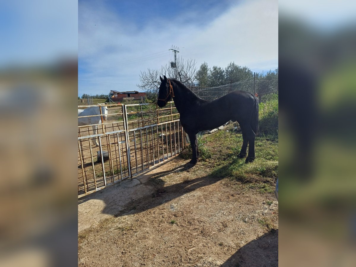 Fries paard Hengst 20 Jaar 173 cm Zwart in La Coronada
