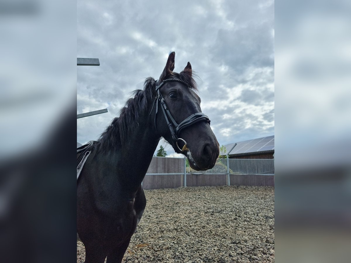 Fries paard Hengst 2 Jaar 161 cm Zwart in Maastricht
