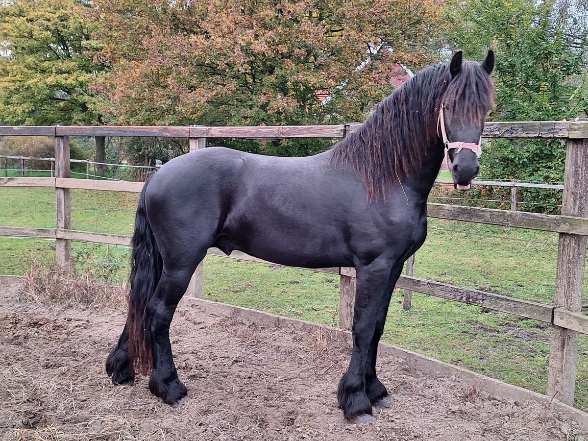 Fries paard Hengst 2 Jaar 162 cm in Aalten