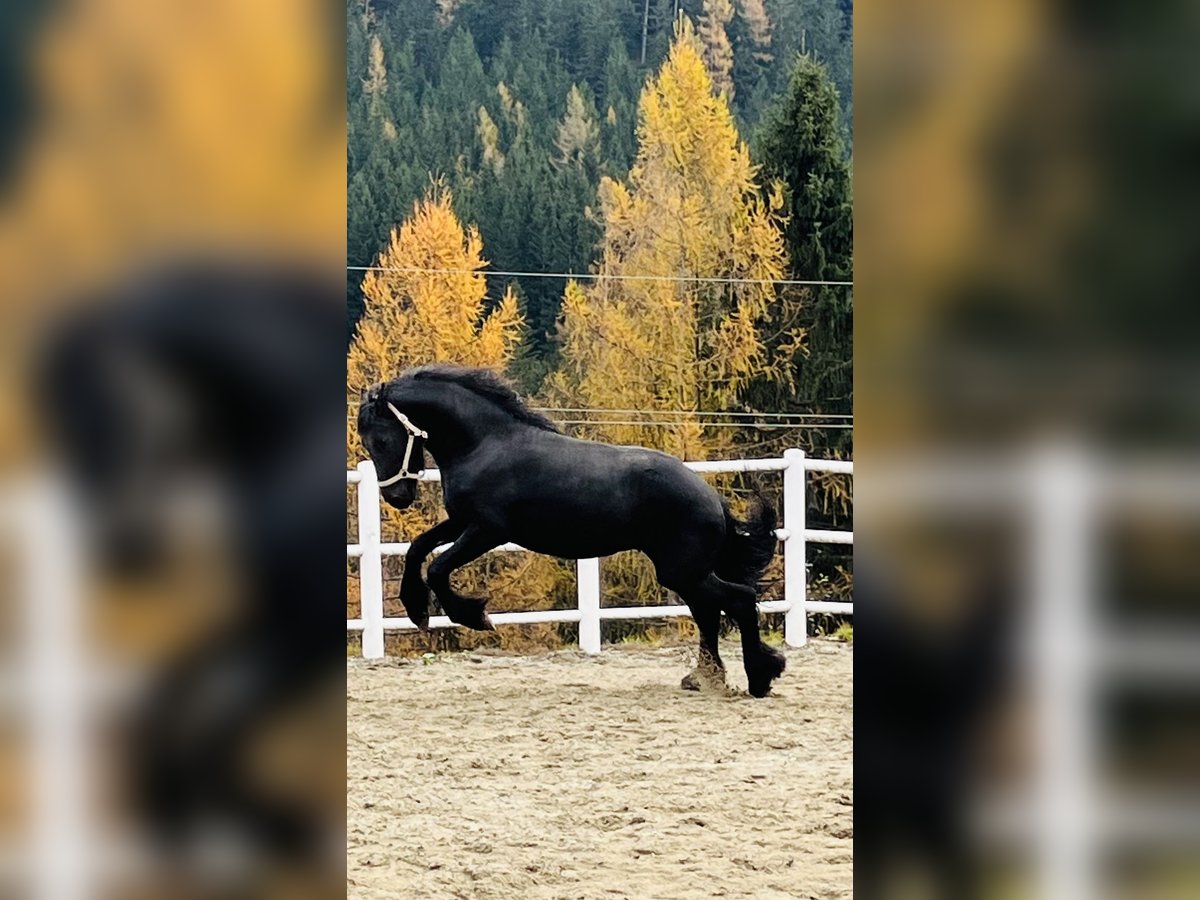 Fries paard Hengst 2 Jaar 164 cm Zwart in Bad Kleinkirchheim