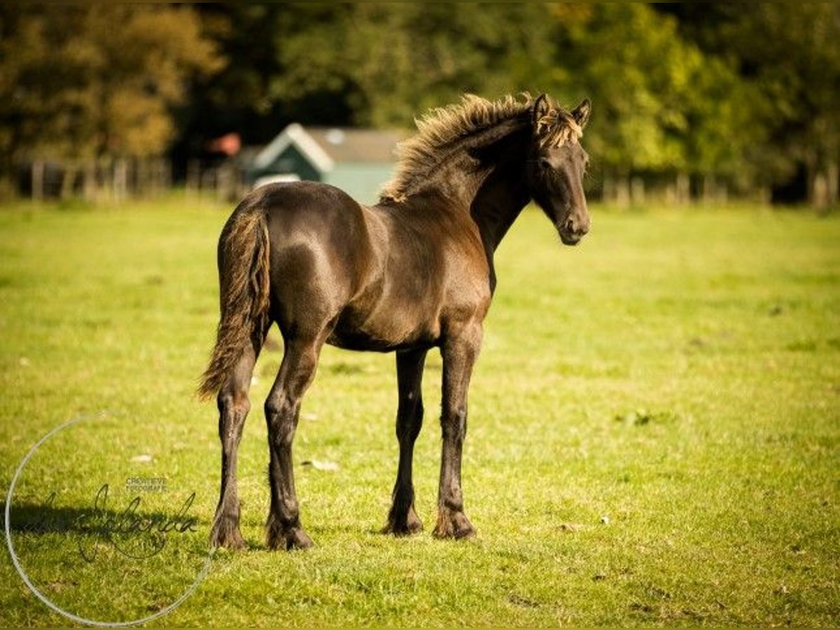 Fries paard Hengst 2 Jaar in Tzummarum