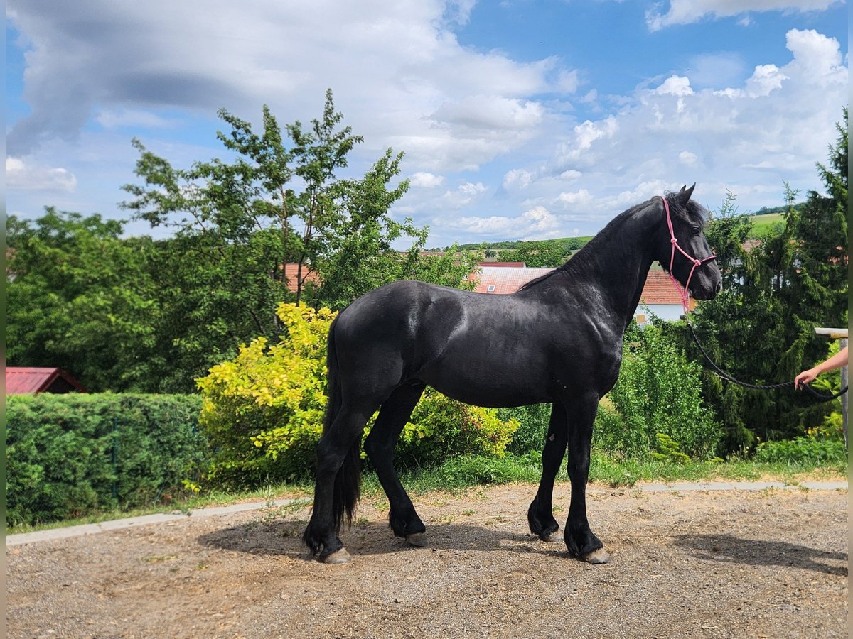 Fries paard Hengst 2 Jaar Zwart in Blatnicka