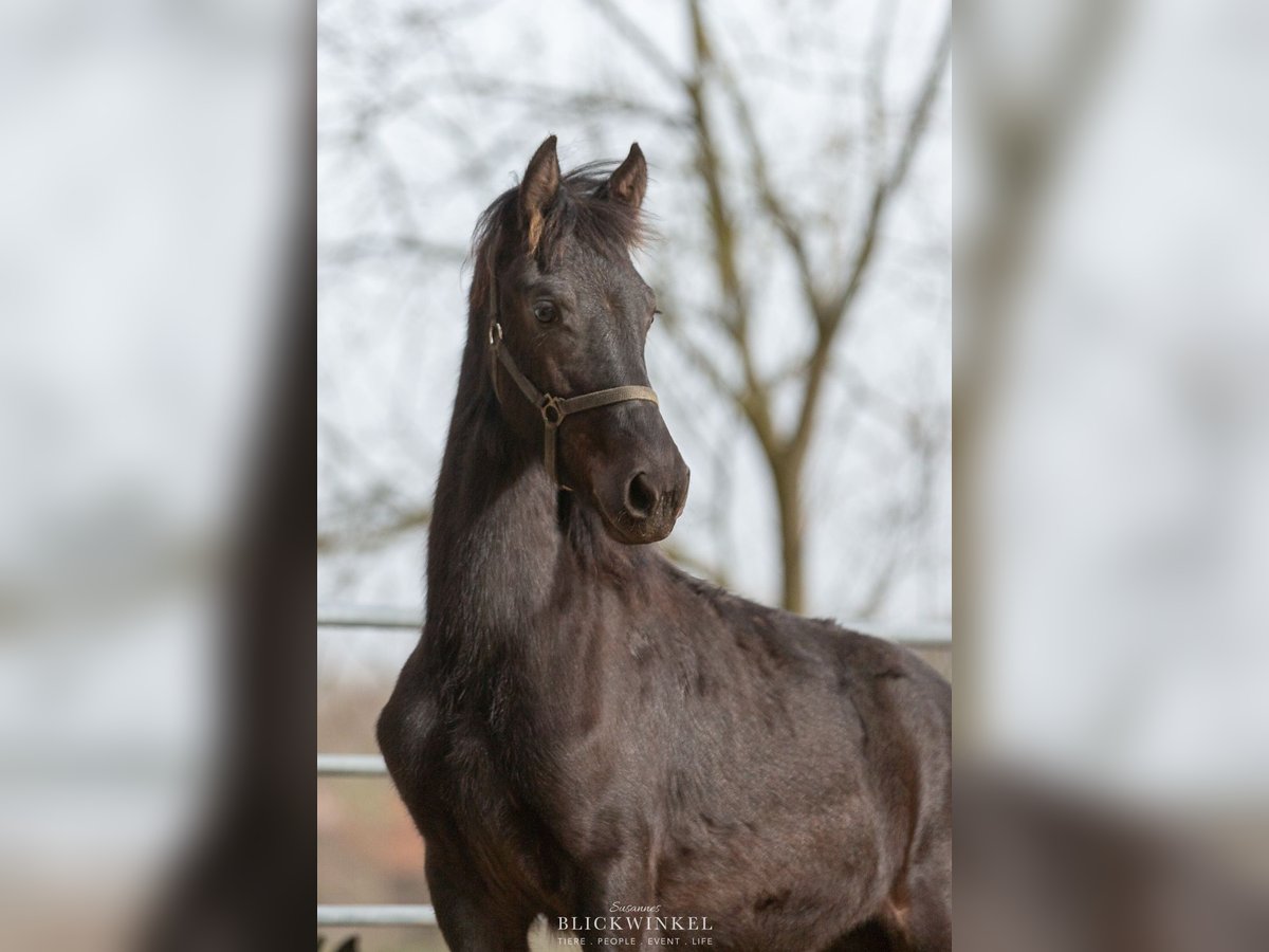 Fries paard Hengst 2 Jaar Zwart in Schöllnach