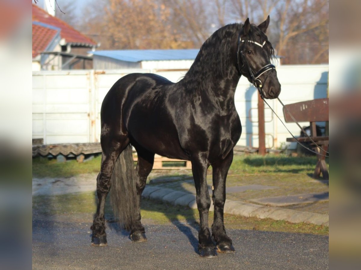 Fries paard Hengst 3 Jaar 160 cm Zwart in Rechnitz