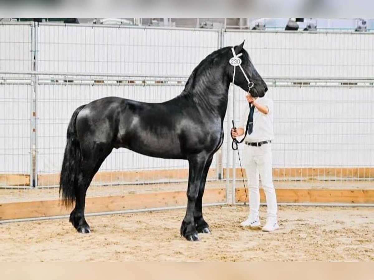 Fries paard Hengst 3 Jaar 161 cm Zwart in Tjerkgaast