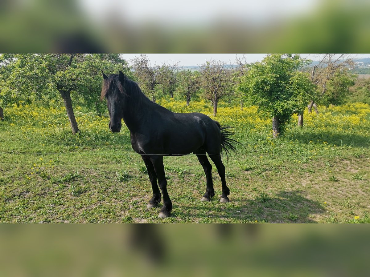 Fries paard Hengst 3 Jaar 161 cm Zwart in Burgscheidungen