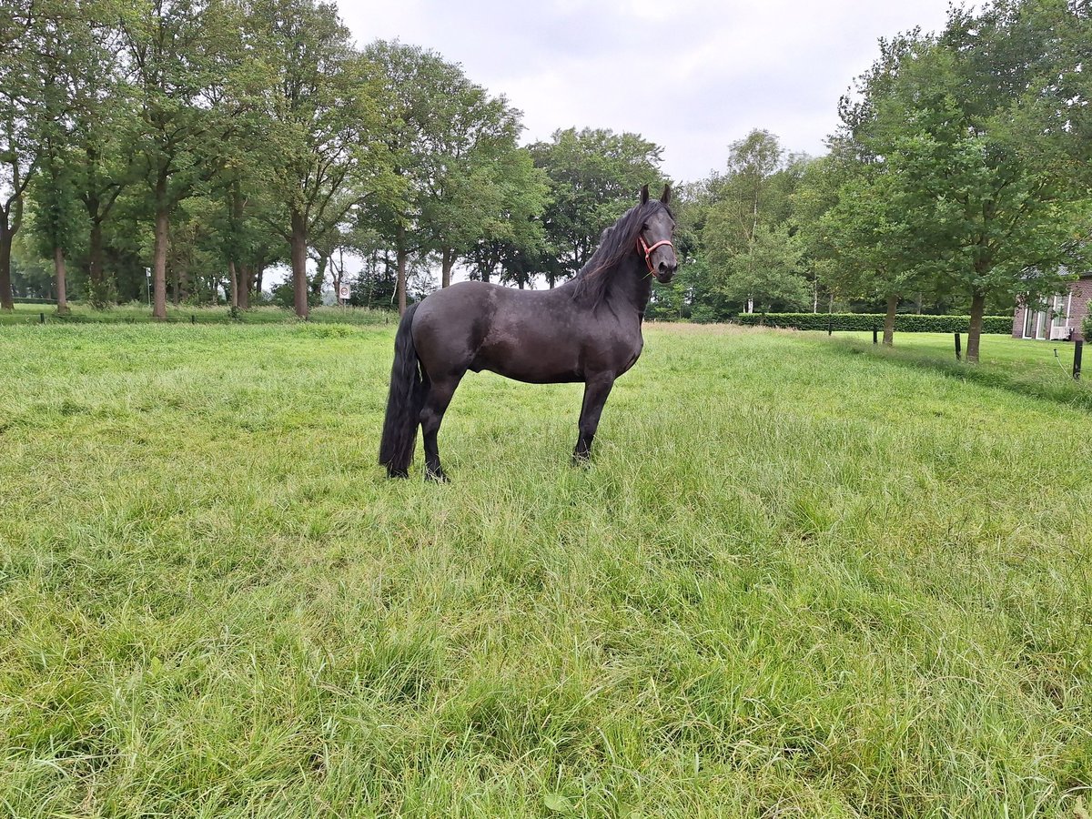 Fries paard Hengst 3 Jaar 162 cm Zwart in Dalen