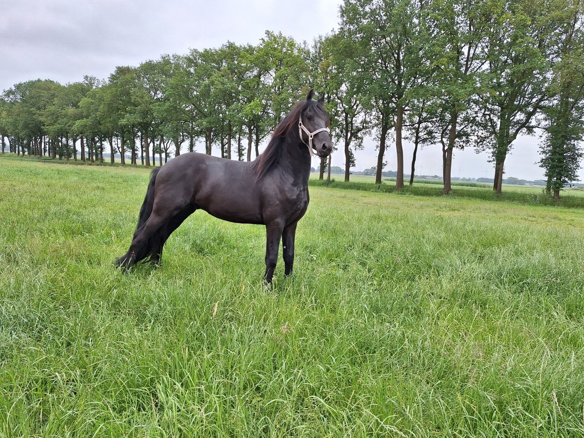 Fries paard Hengst 3 Jaar 162 cm Zwart in Dalen