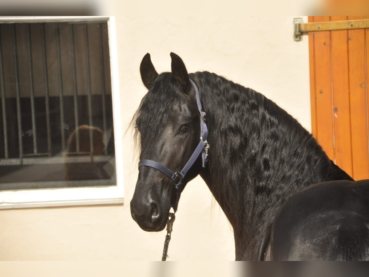 Fries paard Hengst 3 Jaar 163 cm Zwart in Ochtendung