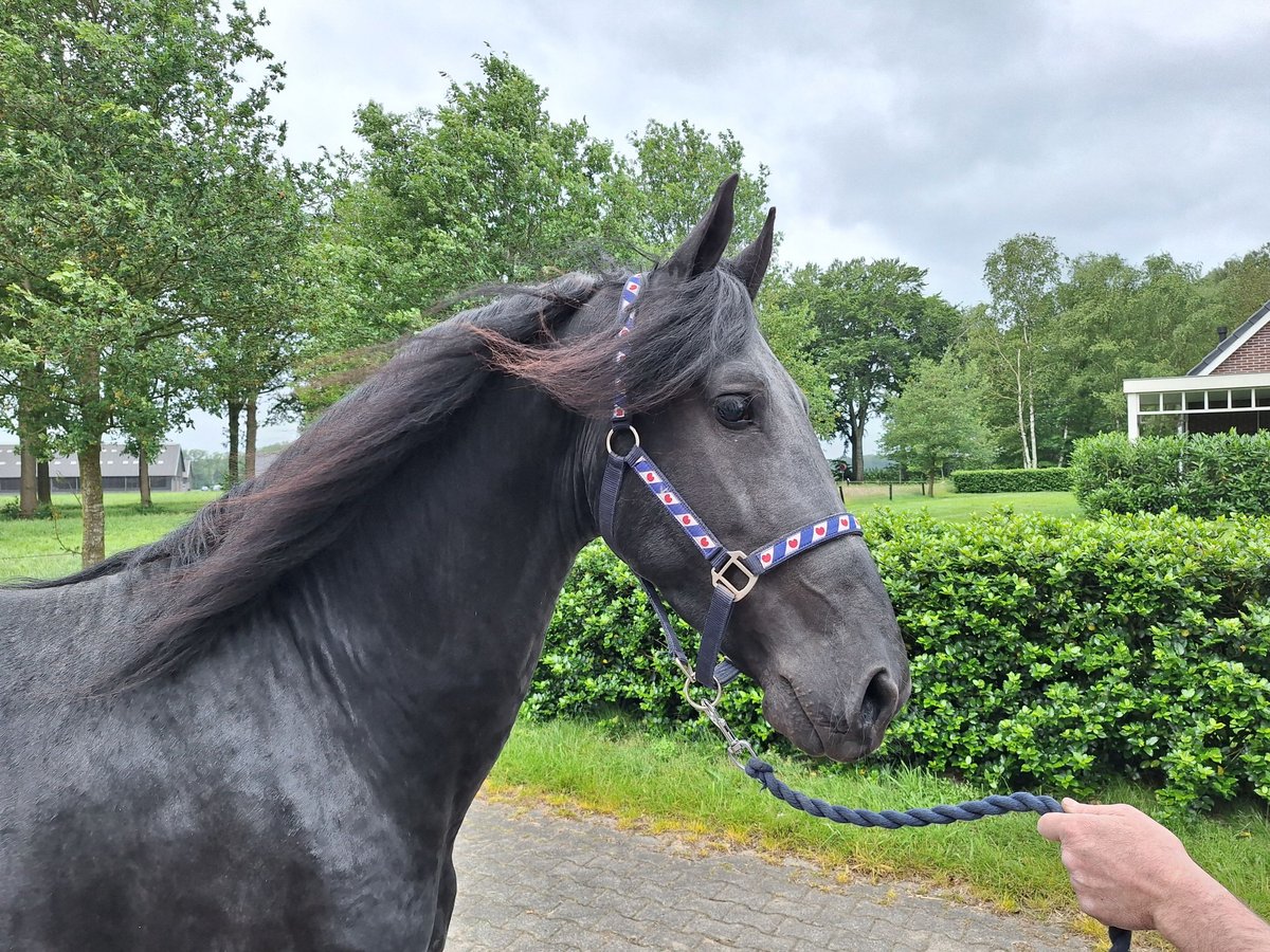 Fries paard Hengst 3 Jaar 163 cm Zwart in Dalen