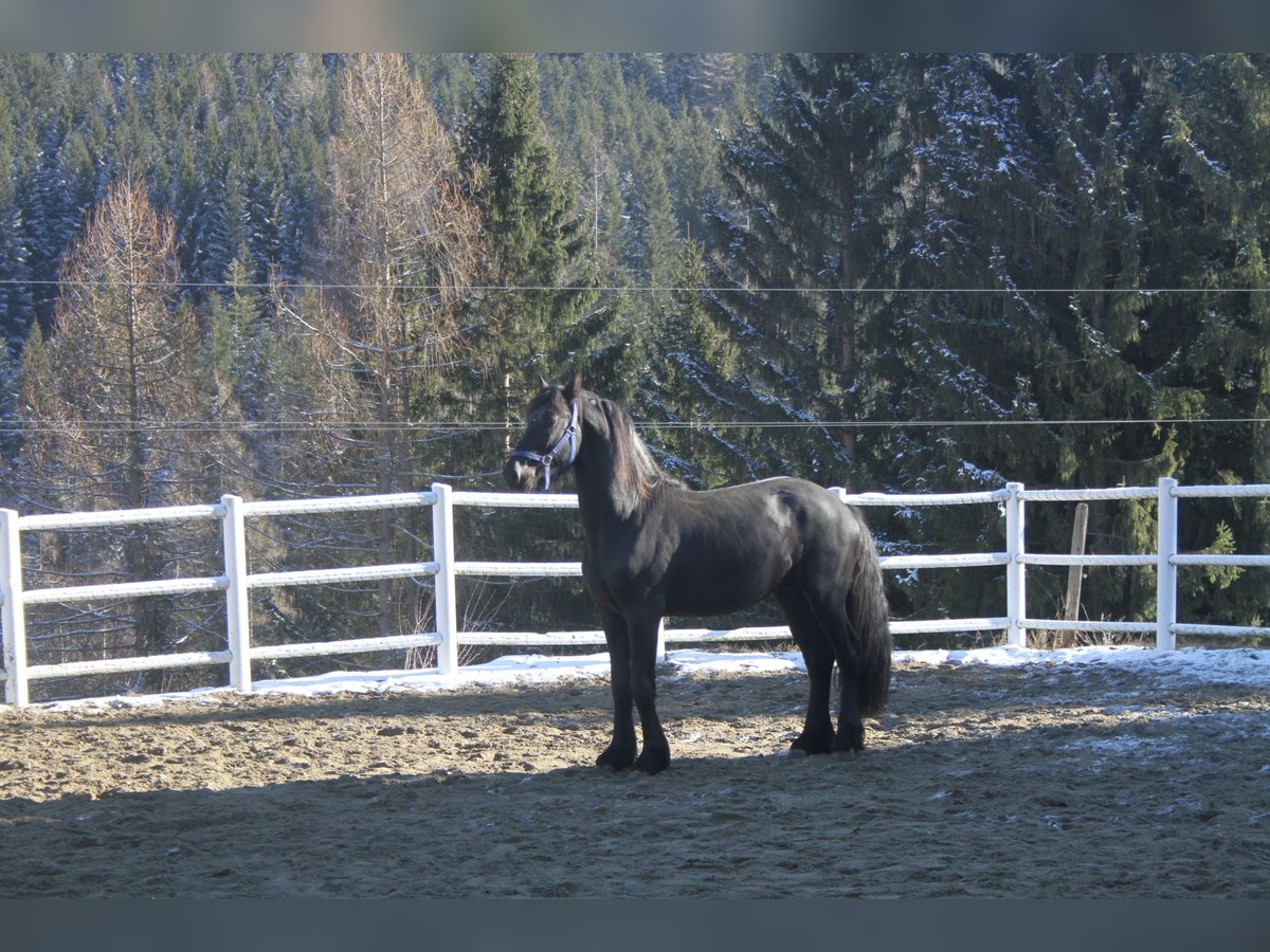 Fries paard Hengst 3 Jaar 164 cm Zwart in Bad Kleinkirchheim