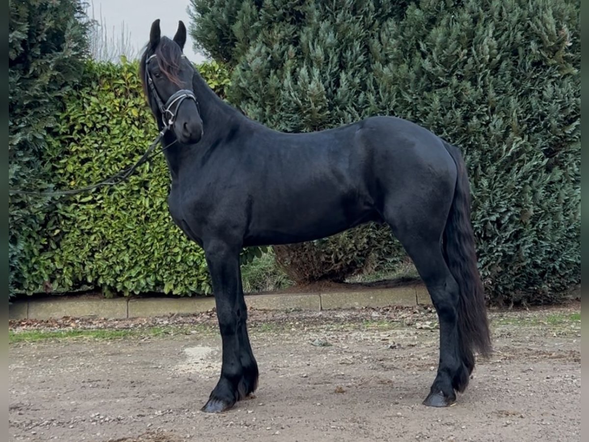 Fries paard Hengst 3 Jaar 164 cm Zwart in Oud Gastel