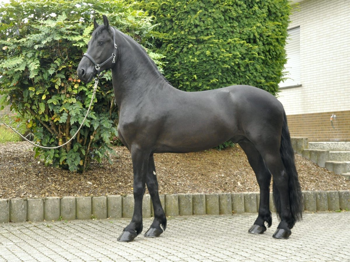 Fries paard Hengst 3 Jaar 164 cm Zwart in Ochtendung