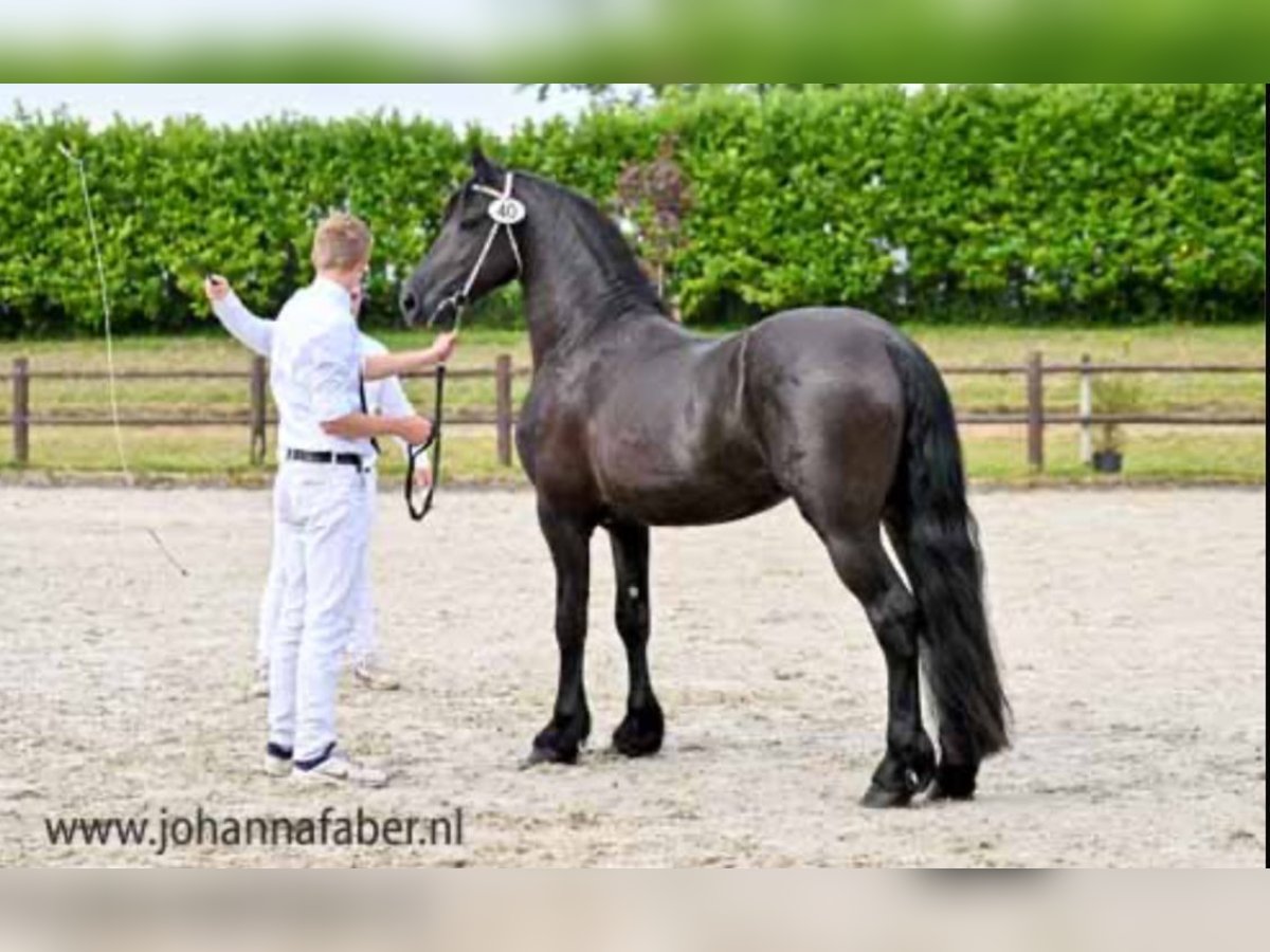 Fries paard Hengst 3 Jaar 165 cm Zwart in Balk