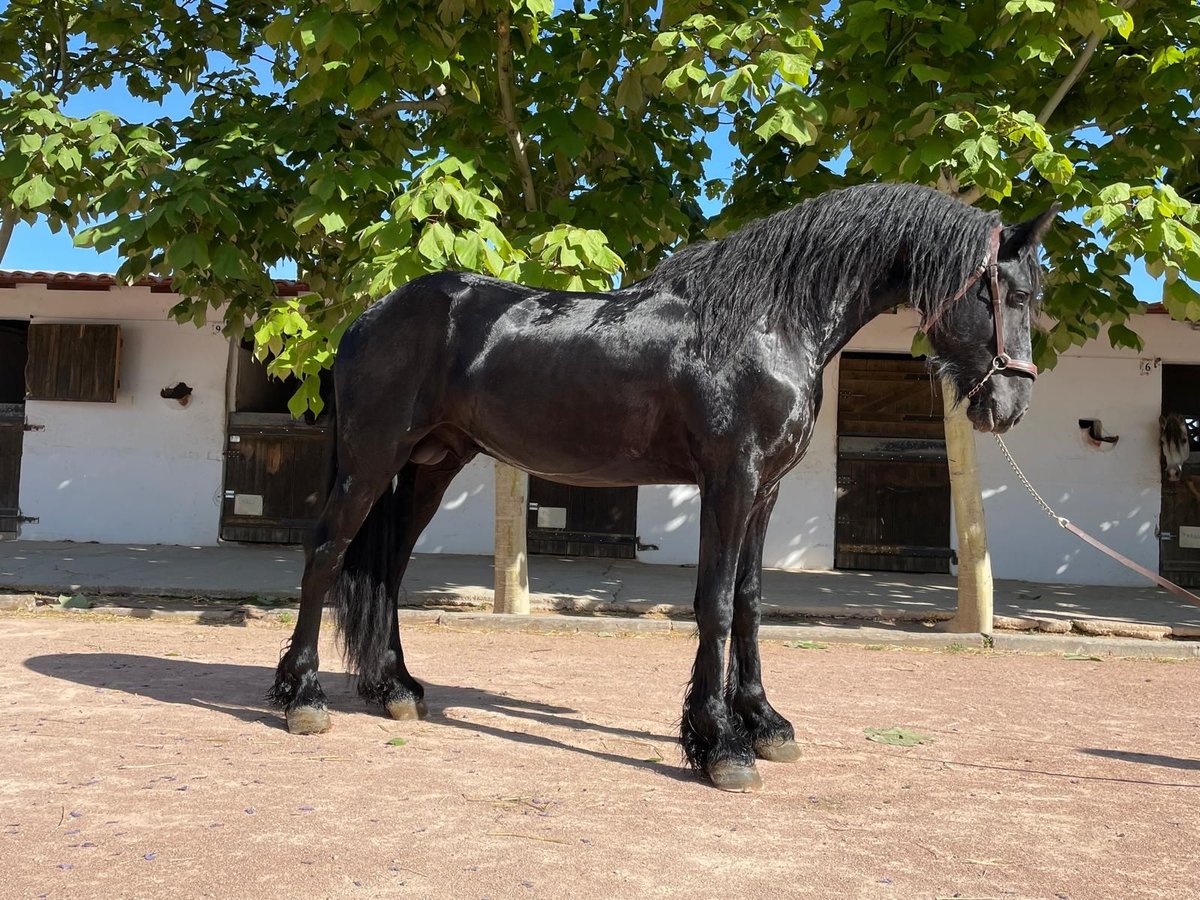 Fries paard Hengst 3 Jaar 166 cm Zwart in Agost