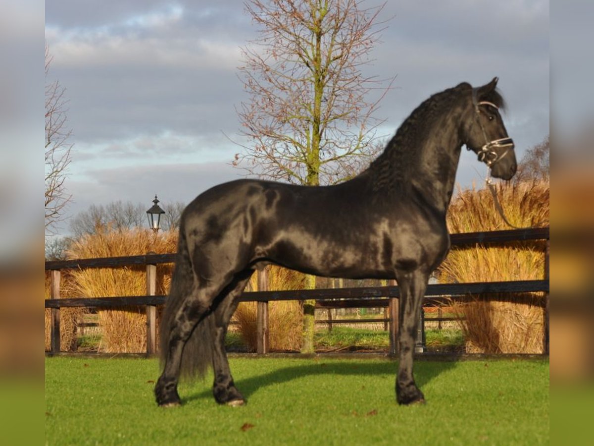 Fries paard Hengst 3 Jaar 167 cm Zwart in Lunteren