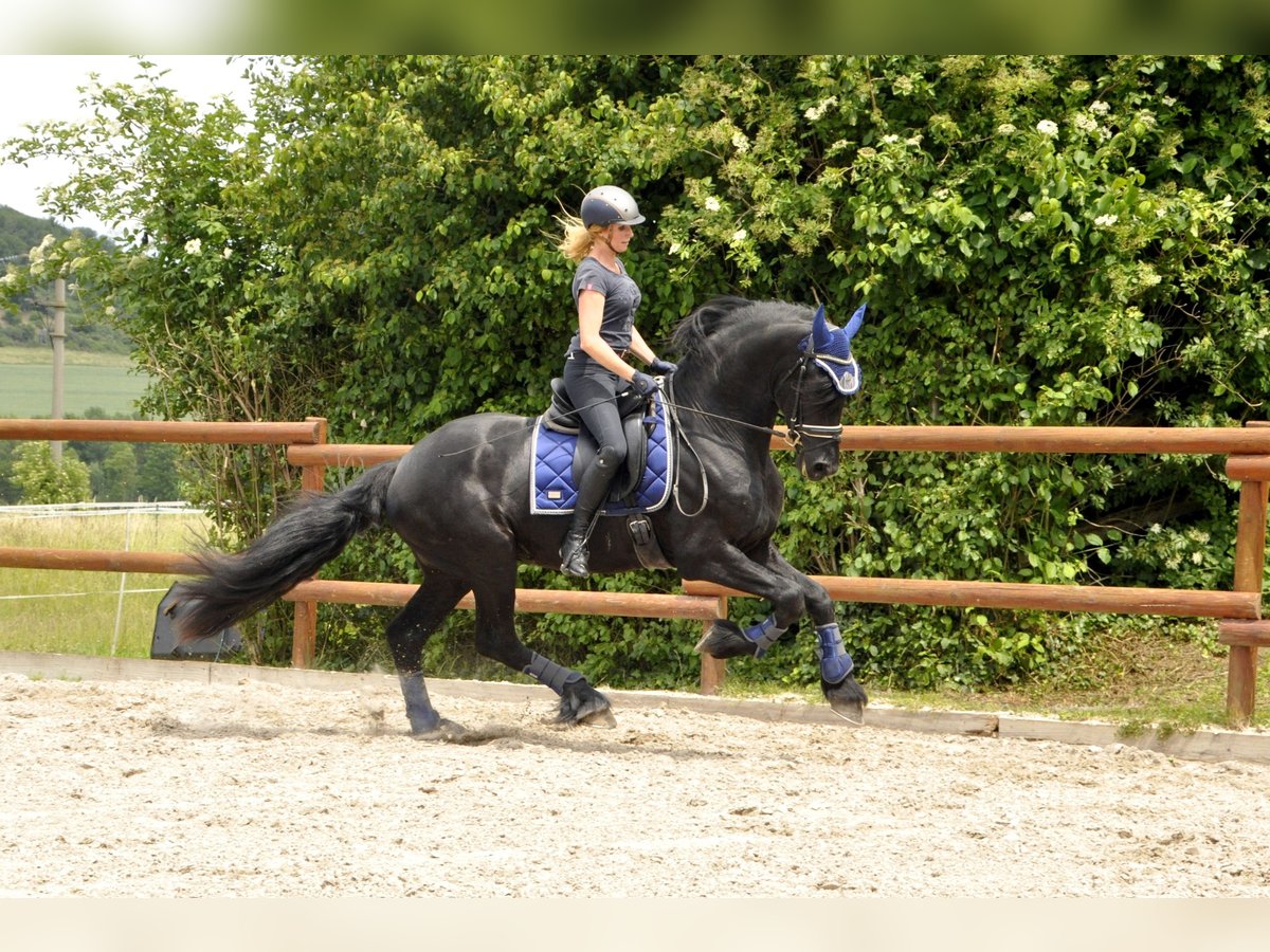 Fries paard Hengst 3 Jaar 167 cm Zwart in Ochtendung