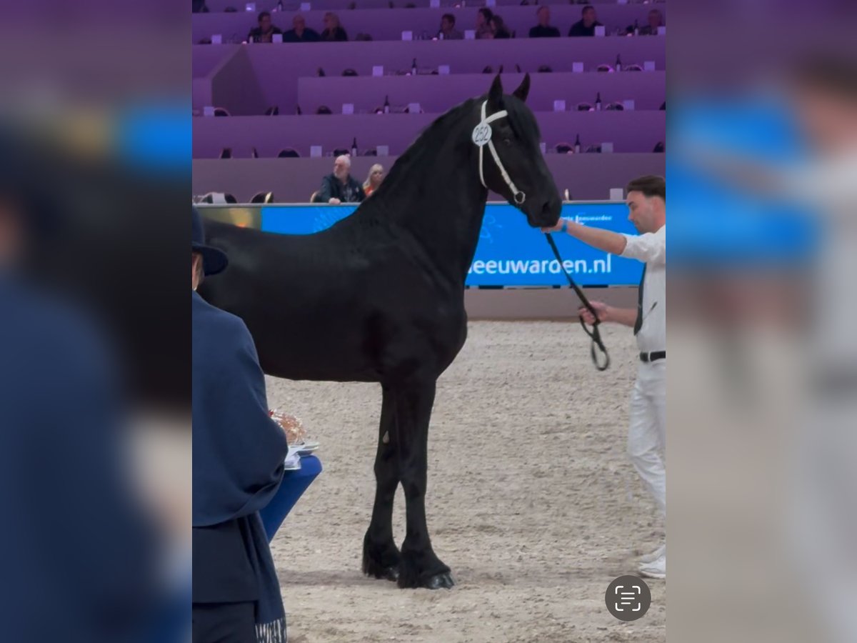 Fries paard Hengst 3 Jaar 168 cm Zwart in Lippetal