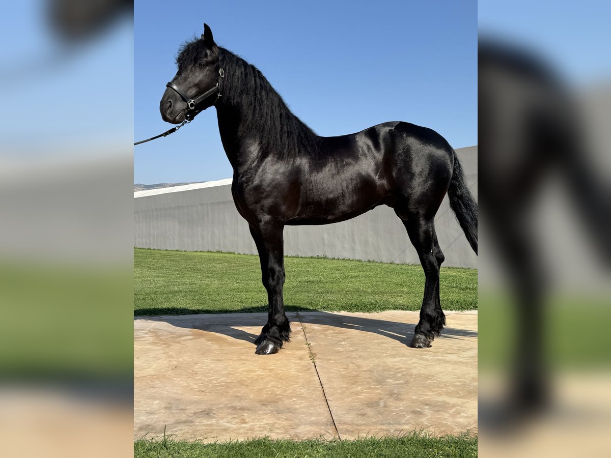 Fries paard Hengst 3 Jaar 168 cm Zwart in &#x386;&#x3C1;&#x3B3;&#x3BF;&#x3C2;