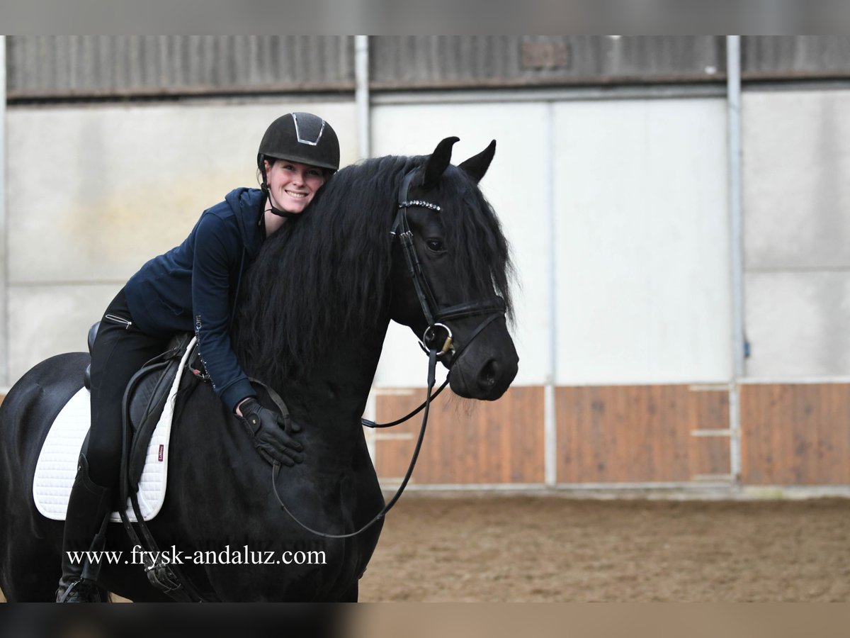 Fries paard Hengst 3 Jaar 170 cm Zwart in Mijnsheerenland