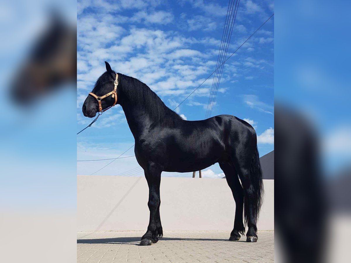 Fries paard Hengst 3 Jaar 172 cm Zwart in &#x386;&#x3C1;&#x3B3;&#x3BF;&#x3C2;