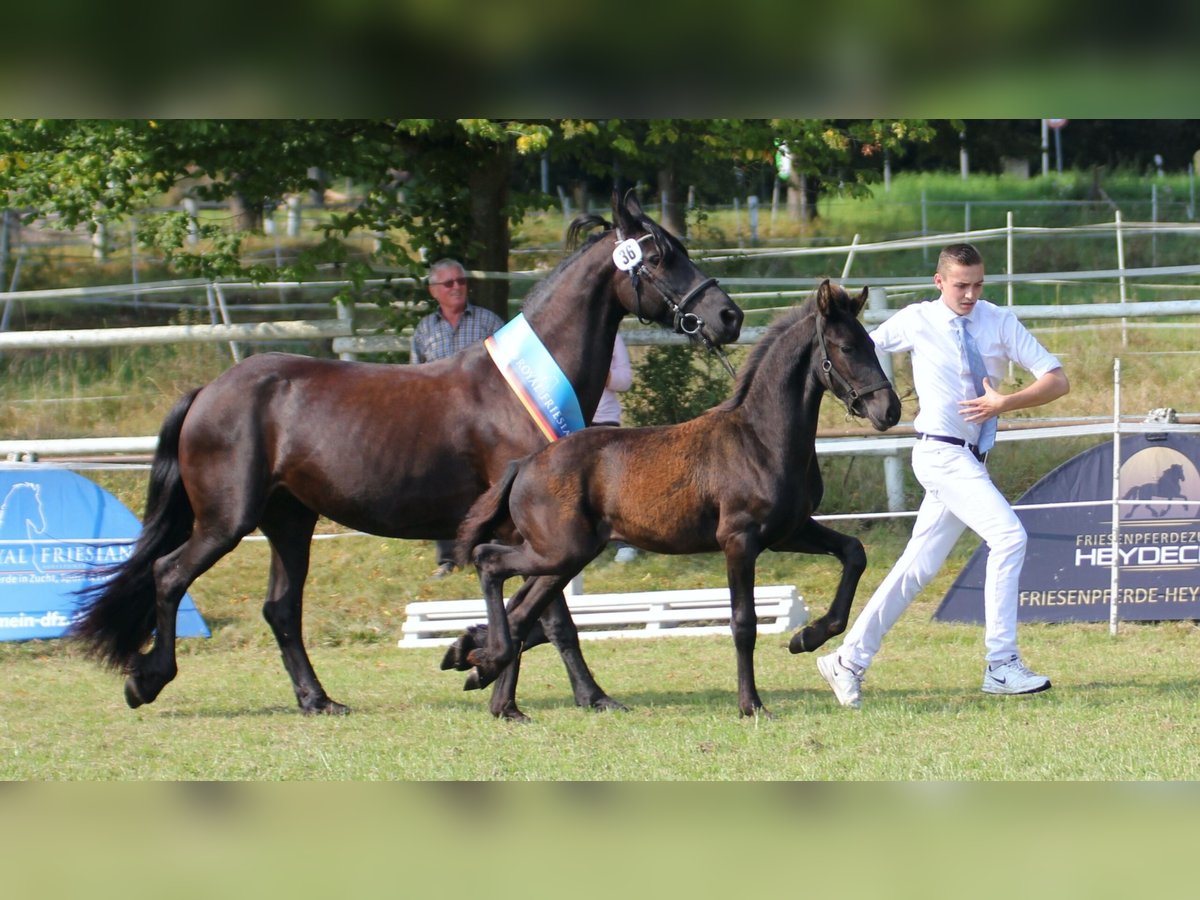 Fries paard Hengst 3 Jaar Zwart in Michelstadt