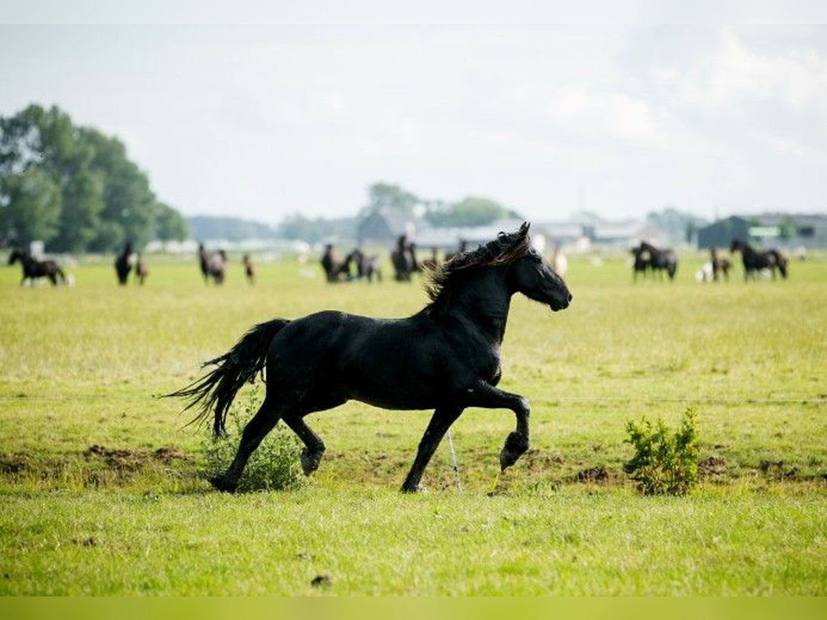 Fries paard Hengst 4 Jaar 155 cm Zwart in Tzummarum