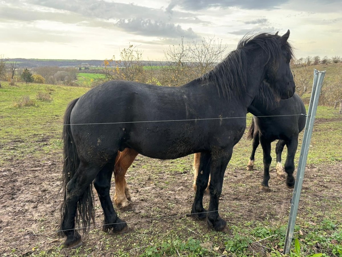 Fries paard Hengst 4 Jaar 161 cm Zwart in Laucha