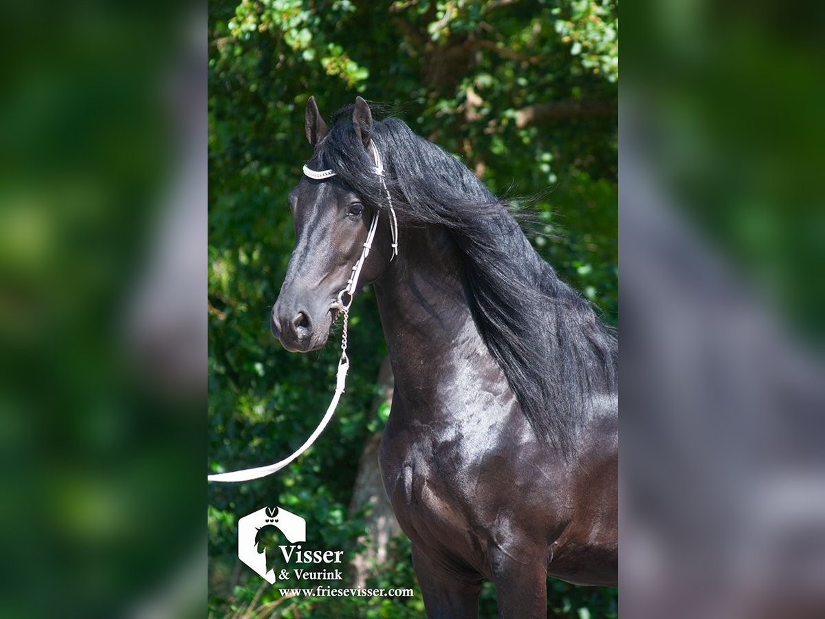 Fries paard Hengst 4 Jaar 163 cm in Drachten