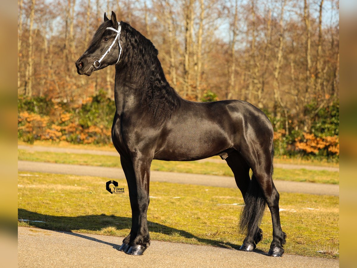 Fries paard Hengst 4 Jaar 163 cm in Drachten