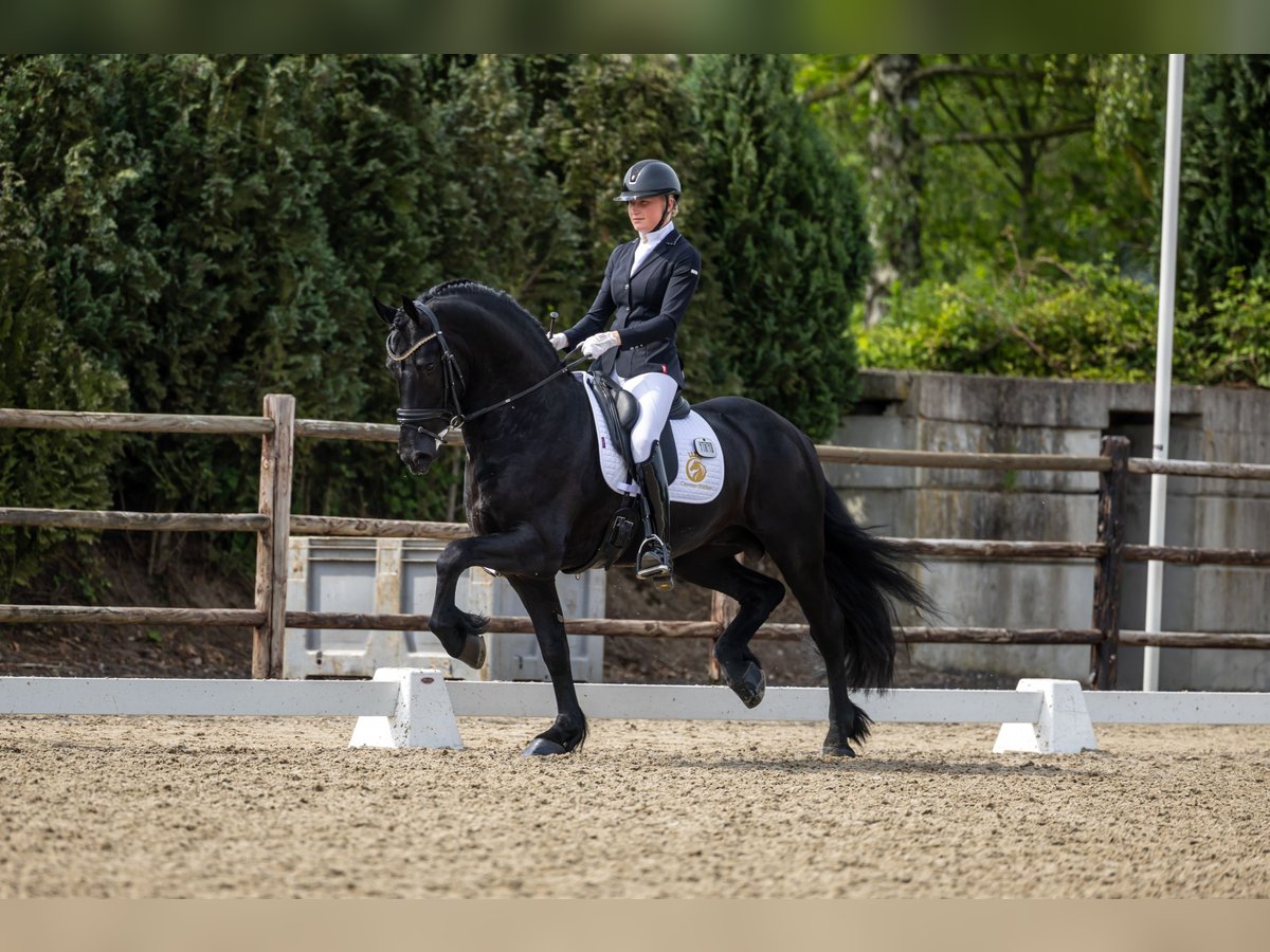 Fries paard Hengst 4 Jaar 163 cm Zwart in Aalsmeer