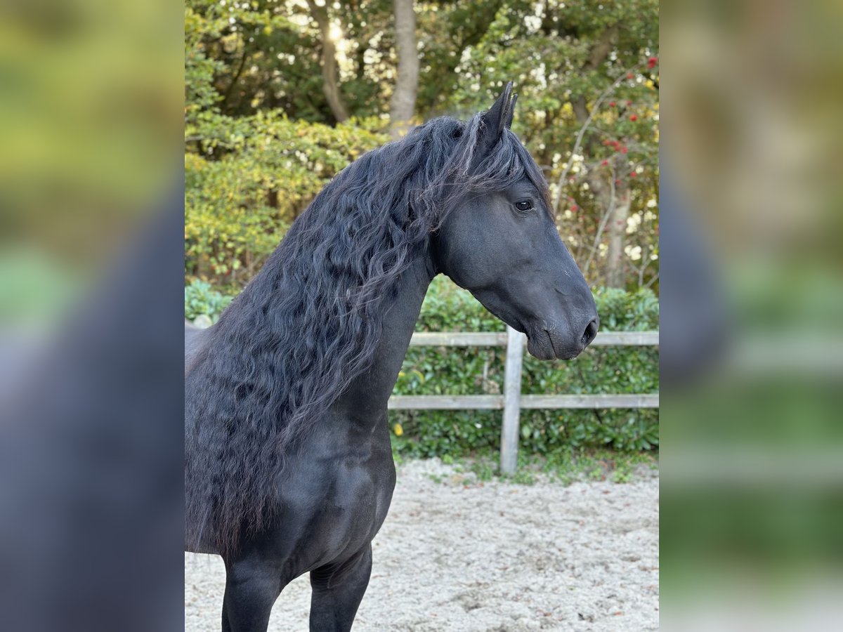 Fries paard Hengst 4 Jaar 164 cm Zwart in Nes