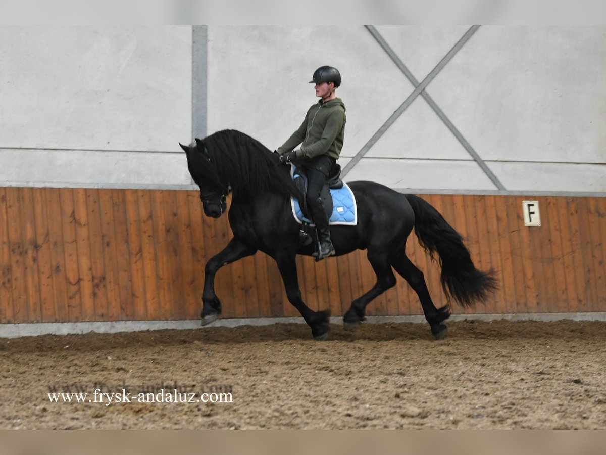 Fries paard Hengst 4 Jaar 165 cm Zwart in Mijnsheerenland