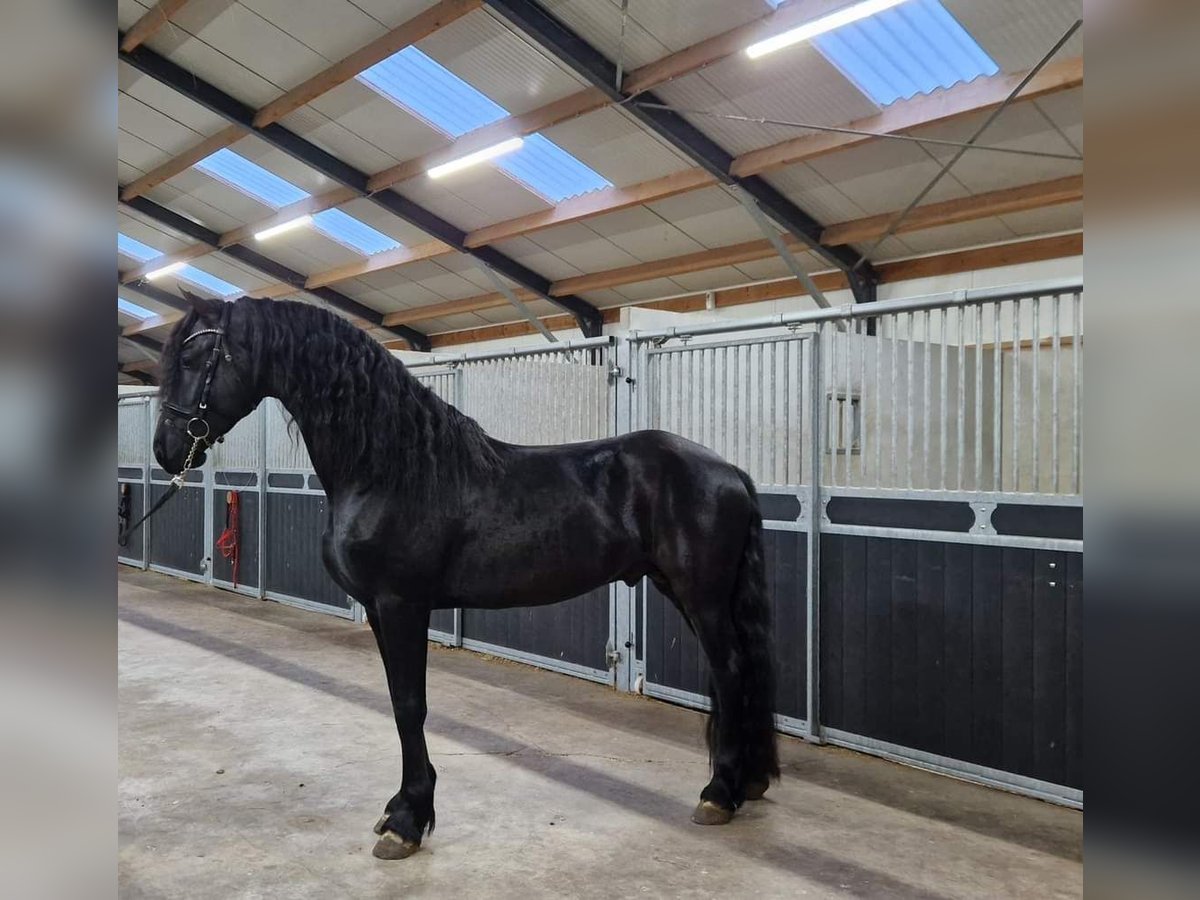 Fries paard Hengst 4 Jaar 168 cm Zwart in Bladel