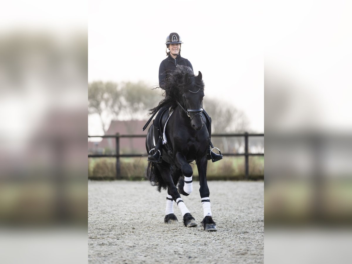 Fries paard Hengst 4 Jaar 171 cm Zwart in Harlingen