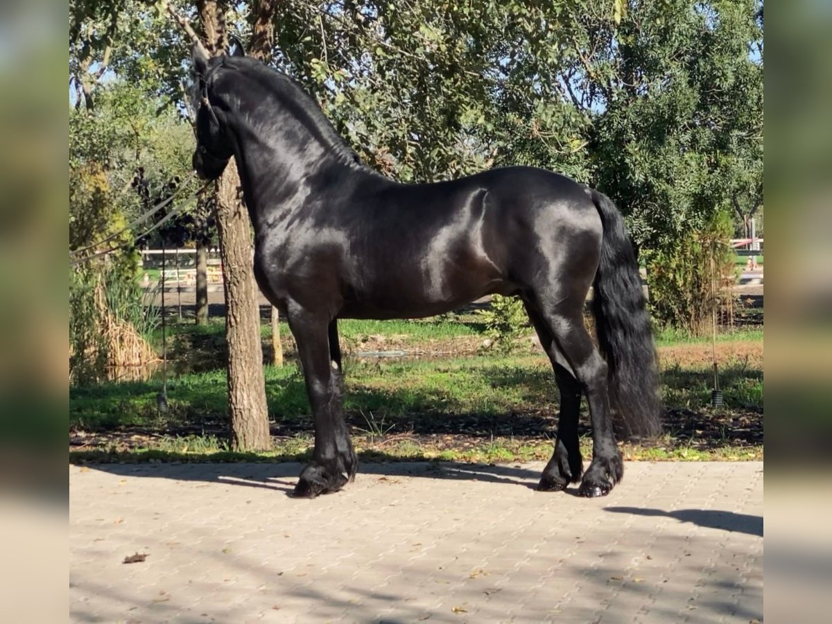 Fries paard Hengst 5 Jaar 162 cm in Rechnitz