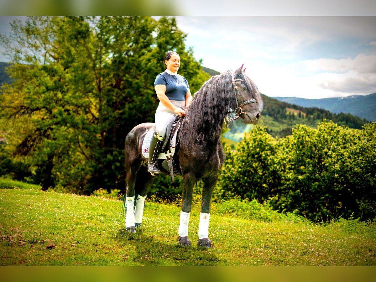 Fries paard Hengst 5 Jaar 162 cm Zwart in Zederhaus