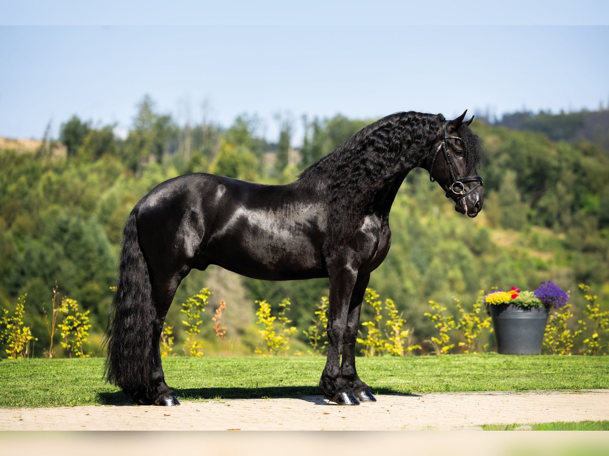 Fries paard Hengst 5 Jaar 163 cm Zwart in Meinerzhagen