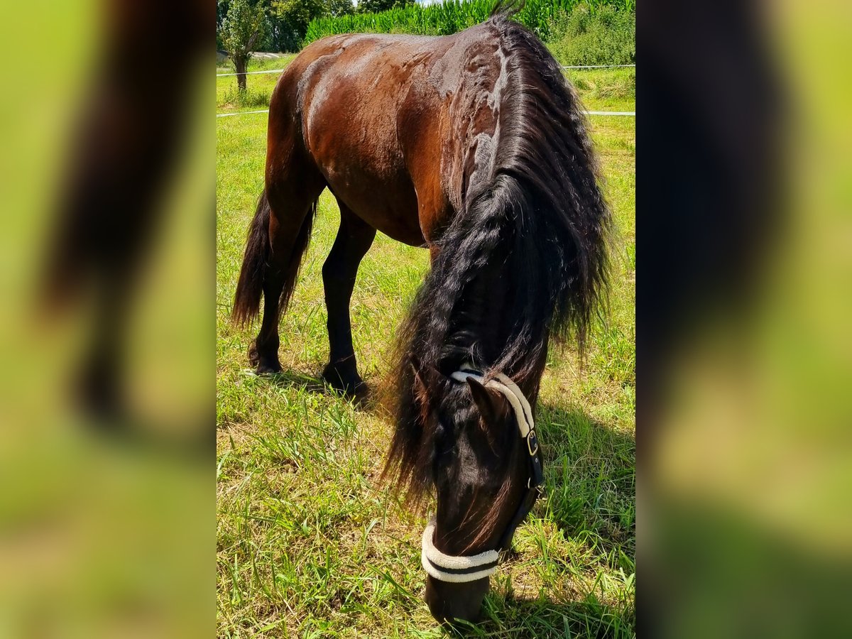 Fries paard Hengst 5 Jaar 165 cm Zwart in Bischheim