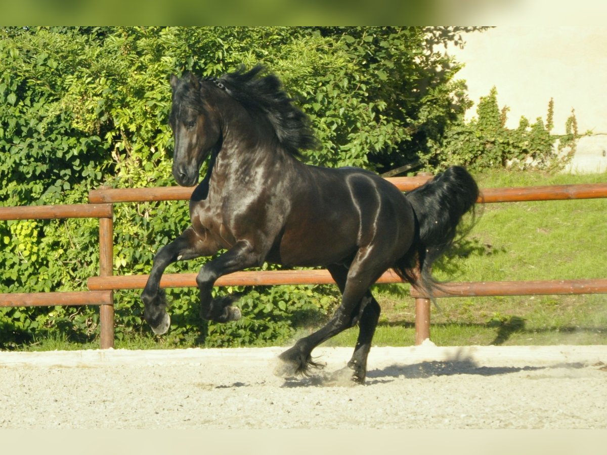 Fries paard Hengst 5 Jaar 167 cm Zwart in Ochtendung